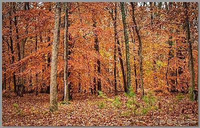 Kirms Photography Late fall Color - Freehold